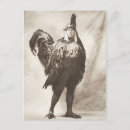 Search for funny postcards Chicken