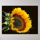 Search for black white sunflower art Botanical