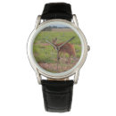 Search for kangaroo watches Outback