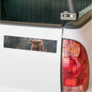 Search for cow bumper stickers Calf