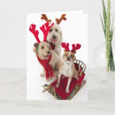 Search for labradoodle christmas cards Sitting