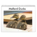 Search for duck calendars mallard