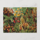 Search for vintage botanical postcards Nature