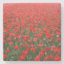 Search for poppy coasters Field of flowers