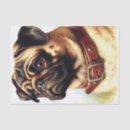 Search for pug tissue paper Puppy