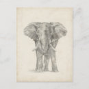 Search for elephant postcards Animals