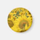 Search for sunflower magnets Photograph