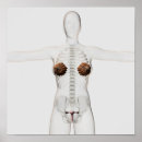 Search for human anatomy posters Internal organs