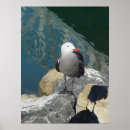Search for seagull posters Photography