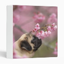 Search for dog folders Pug