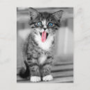 Search for blue cat postcards Kitten