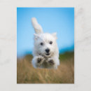 Search for west highland terrier pets