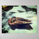 Search for mallard duck painting posters Pond