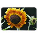 Search for sunflower magnets Yellow