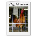 Search for funny crow saying Chicken