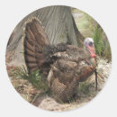Search for wild turkey stickers Thanksgiving