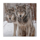 Search for dog tiles Photography