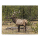 Search for yellowstone national park puzzles Antlers