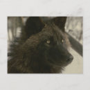 Search for wolf postcards Wolves