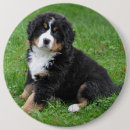 Search for dog photo buttons Animal