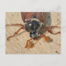 Search for june bug Wildlife
