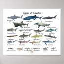 Search for shark posters Nature