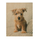 Search for animal gifts Cute baby animal