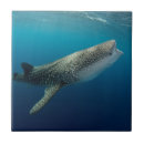 Search for shark tiles Danita delimont