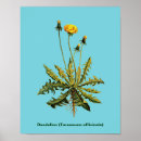 Search for dandelion posters Taraxacum officinale