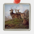 Search for deer ornaments Wild