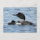 Search for loon cards stamps lake