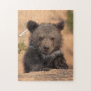 Search for grizzly bear puzzles Outdoors