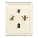 Search for honey bee drawing art Insects