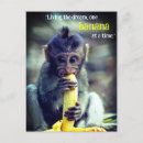 Search for funny monkey postcards Wild
