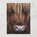 Search for scottish highland cow postcards Cattle