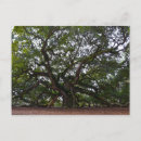 Search for angel oak tree South carolina