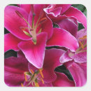 Search for lily flower stickers Pink