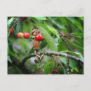 Search for acorn postcards Funny