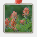 Search for indian ornaments Castilleja