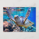 Search for sea turtle postcards Ocean