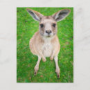 Search for kangaroos postcards animals
