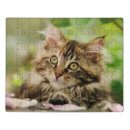 Search for maine coon cat puzzles Pet