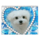 Search for maltese calendars Maltese dog pictures