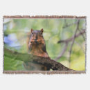 Search for squirrel blankets Rodent