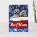 Search for shih tzu christmas cards Xmas