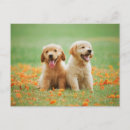 Search for golden retriever postcards Puppy