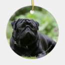Search for black pug ornaments Carlin