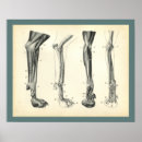 Search for vintage equestrian horse posters Illustration