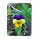 Search for pansy gifts Pretty
