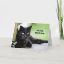 Search for black cat birthday cards Pretty